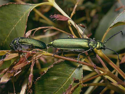 Cantharis Revealed: The Spanish Fly Remedy for Burns, Blisters, and UTIs