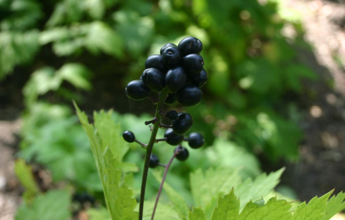 Actaea Spicata: The Ultimate Homeopathic Remedy for Wrist Rheumatism & Small Joint Pain