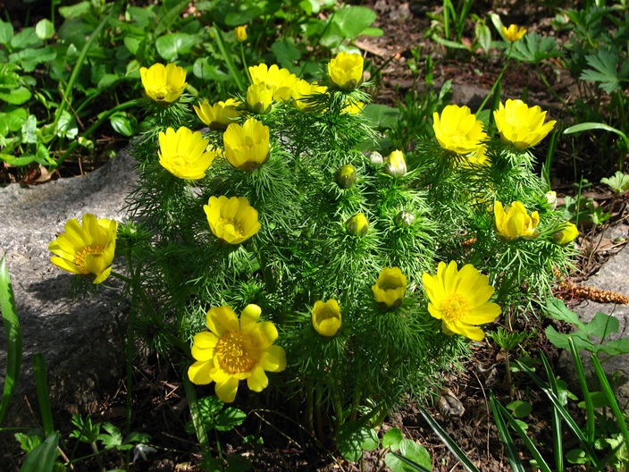 Healing the Heart and Nerves: A Complete Guide to Adonis Vernalis & Cocculus Indicus