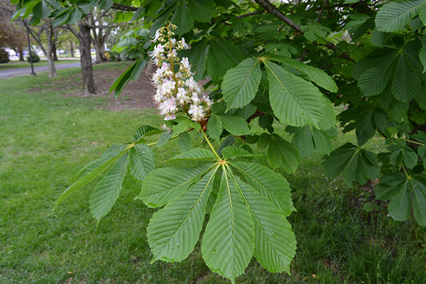 Unlocking Aesculus & Thlaspi: The Homeopathic Duo for Venous Stasis & Chronic Bleeding