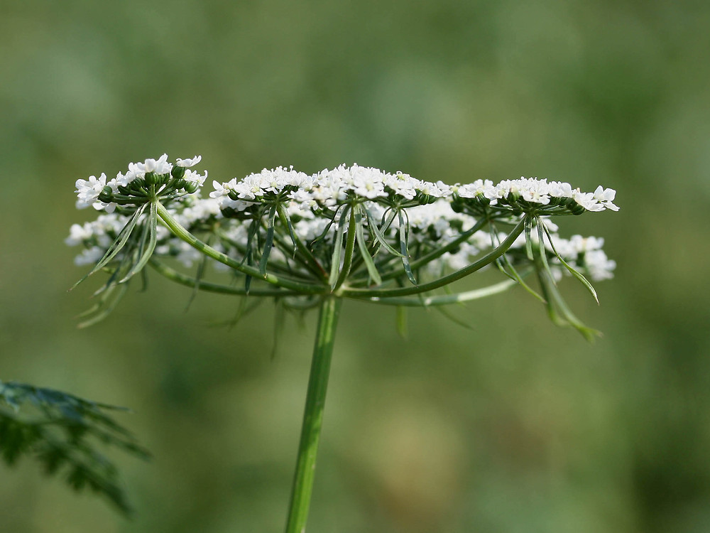 Aethusa Cynapium: The Ultimate Homeopathic Remedy for Milk Intolerance & 'Brain Fag'