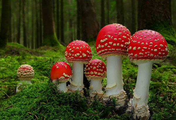 The Magic of Agaricus Muscarius: A Complete Homeopathic Profile for Nerves, Headaches, and Chilblains