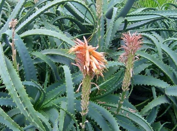Aloe Socotrina: A Comprehensive Clinical Profile