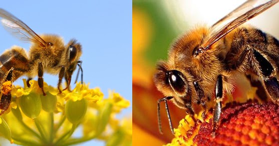 Understanding Apis Mellifica (The Honey Bee)