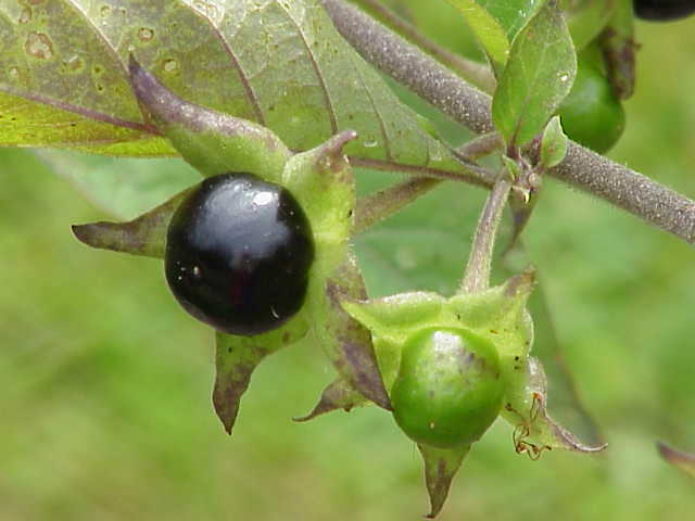 atropa belladonna