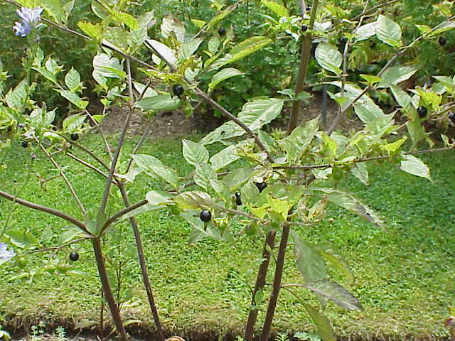 atropa belladonna