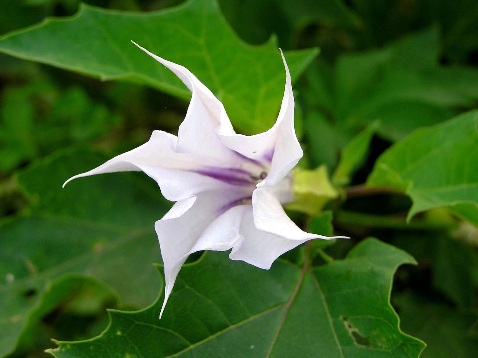 Belladonna