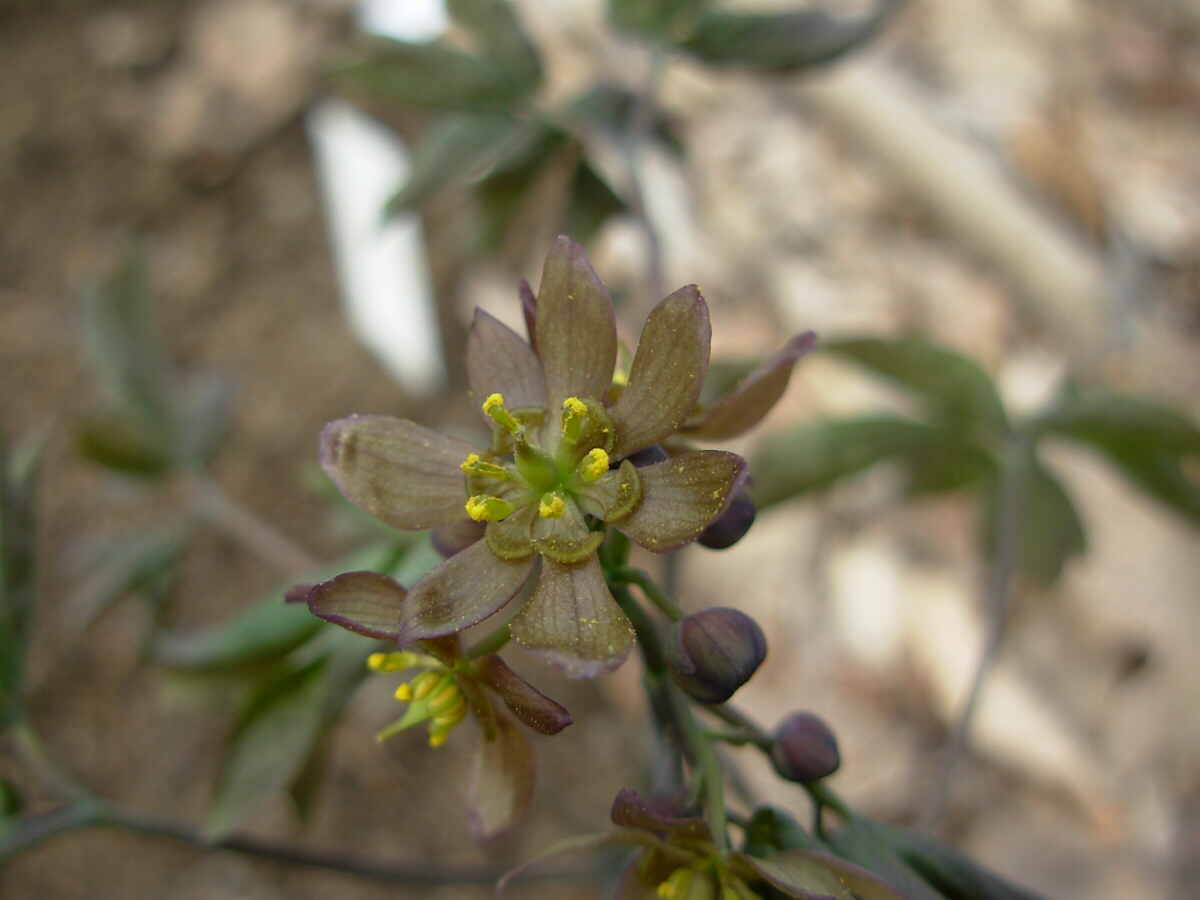 Understanding Caulophyllum: A Comprehensive Homeopathic Profile