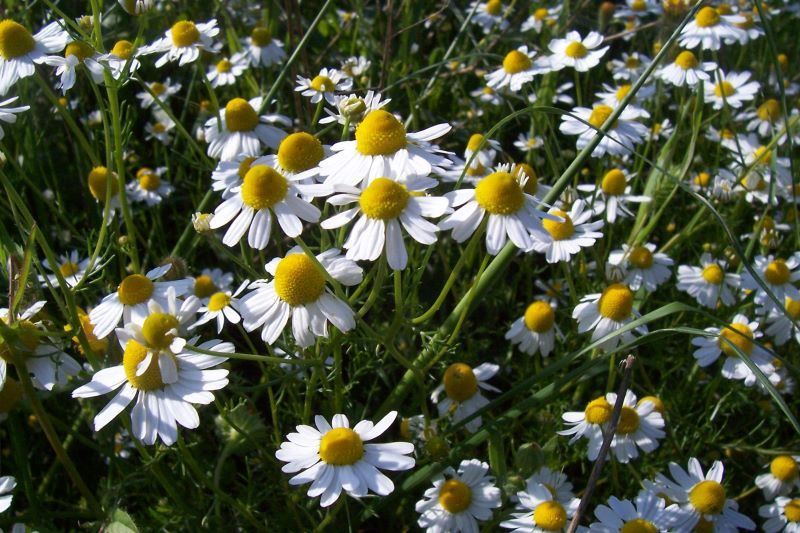 Chamomilla Homeopathy: Key Symptoms, Modalities & Materia Medica