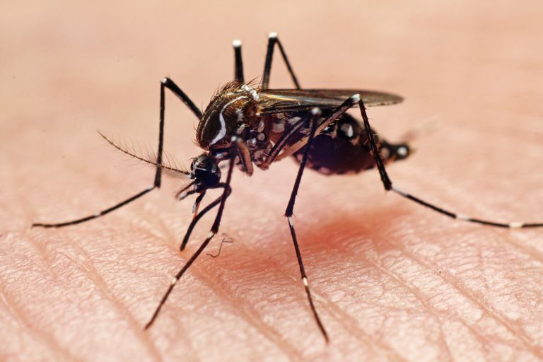Chikungunya Unmasked: The Virus, The Bone-Breaking Pain, and How to Treat It