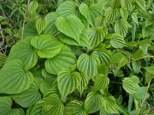 A Comprehensive Clinical Guide to Dioscorea Villosa (Wild Yam)