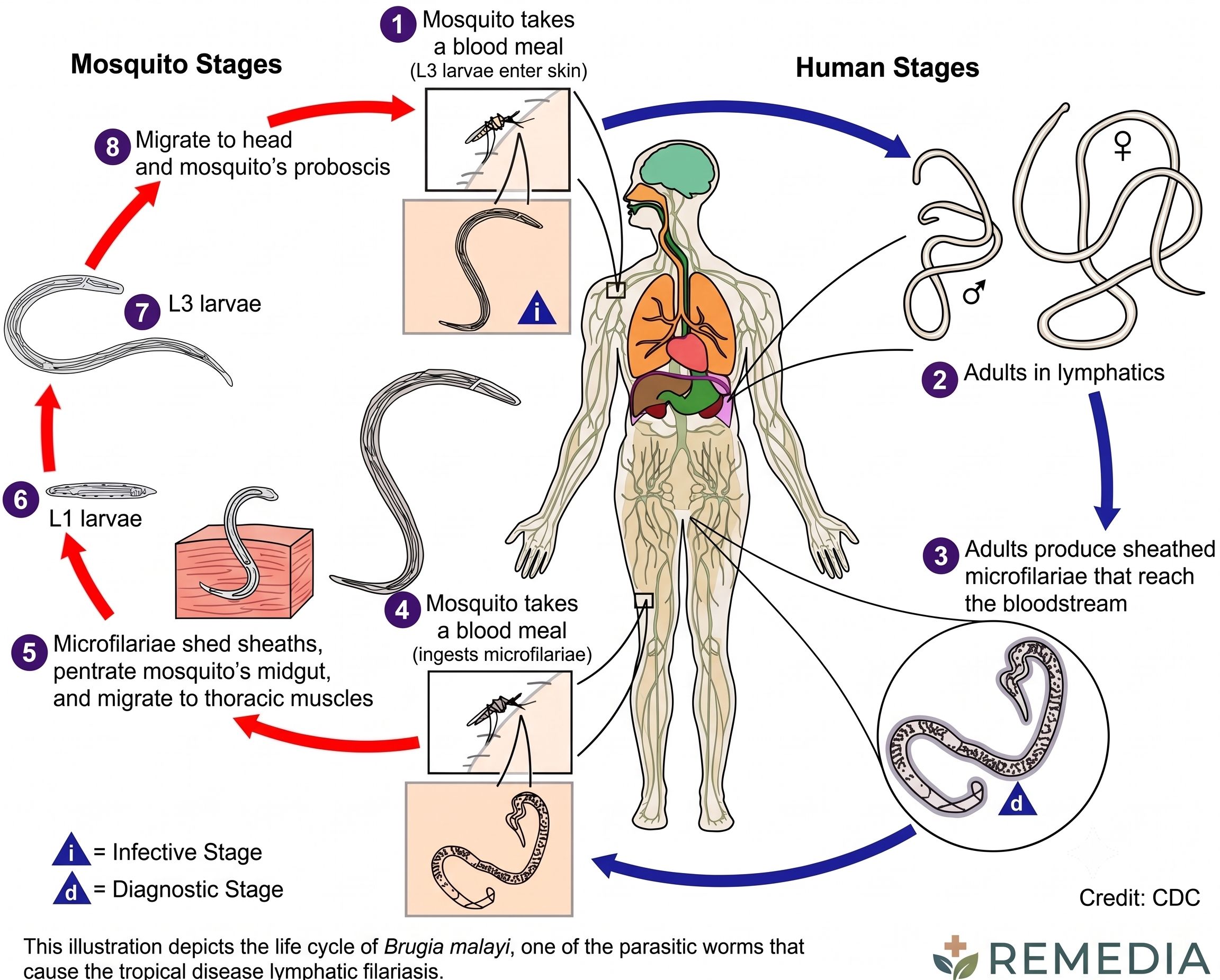 filariasis-life-cycle