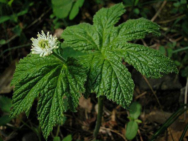 Hydrastis Canadensis (Golden Seal)
