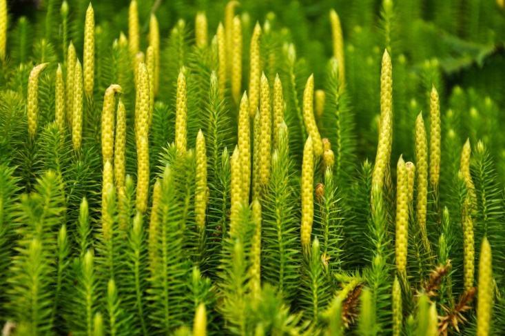 Lycopodium Clavatum: Remedy Profile & Clinical Indications