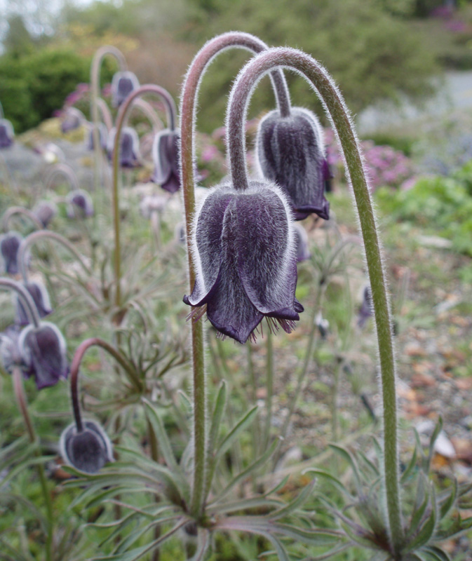 pulsatilla