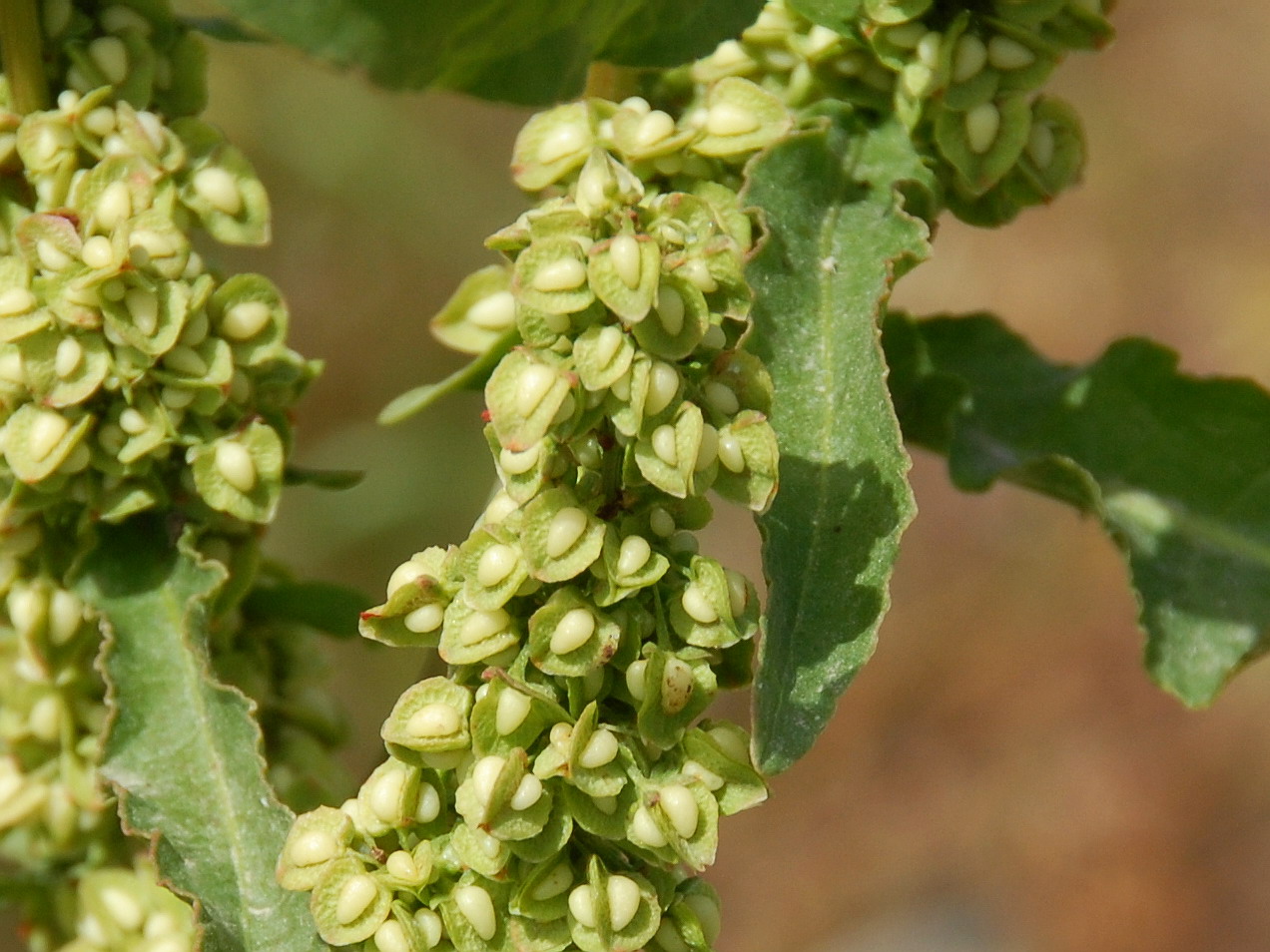 Rumex Crispus Rumex Crispus