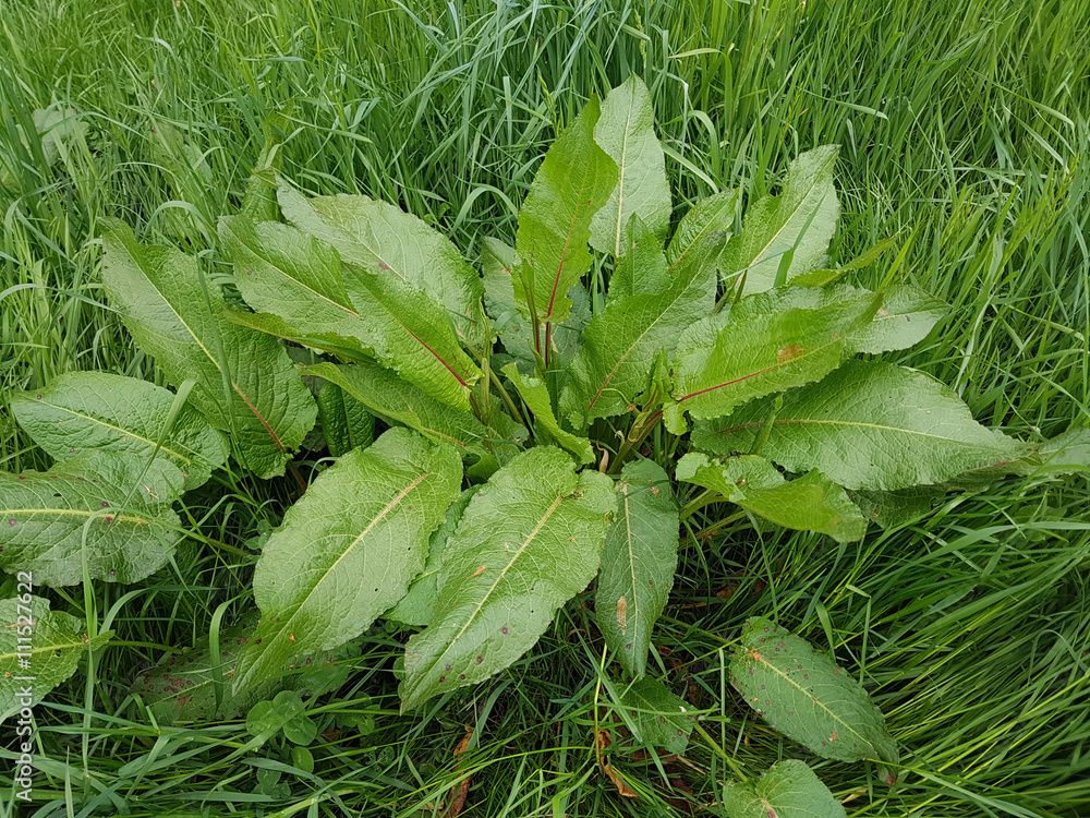 Rumex Crispus: Remedy Profile & Clinical Indications