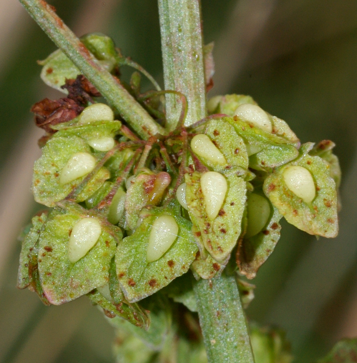 Rumex Crispus Rumex Crispus