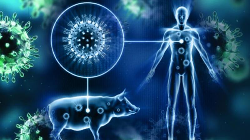 Understanding Swine Flu (H1N1): A Comprehensive Guide to Prevention and Homeopathic Care
