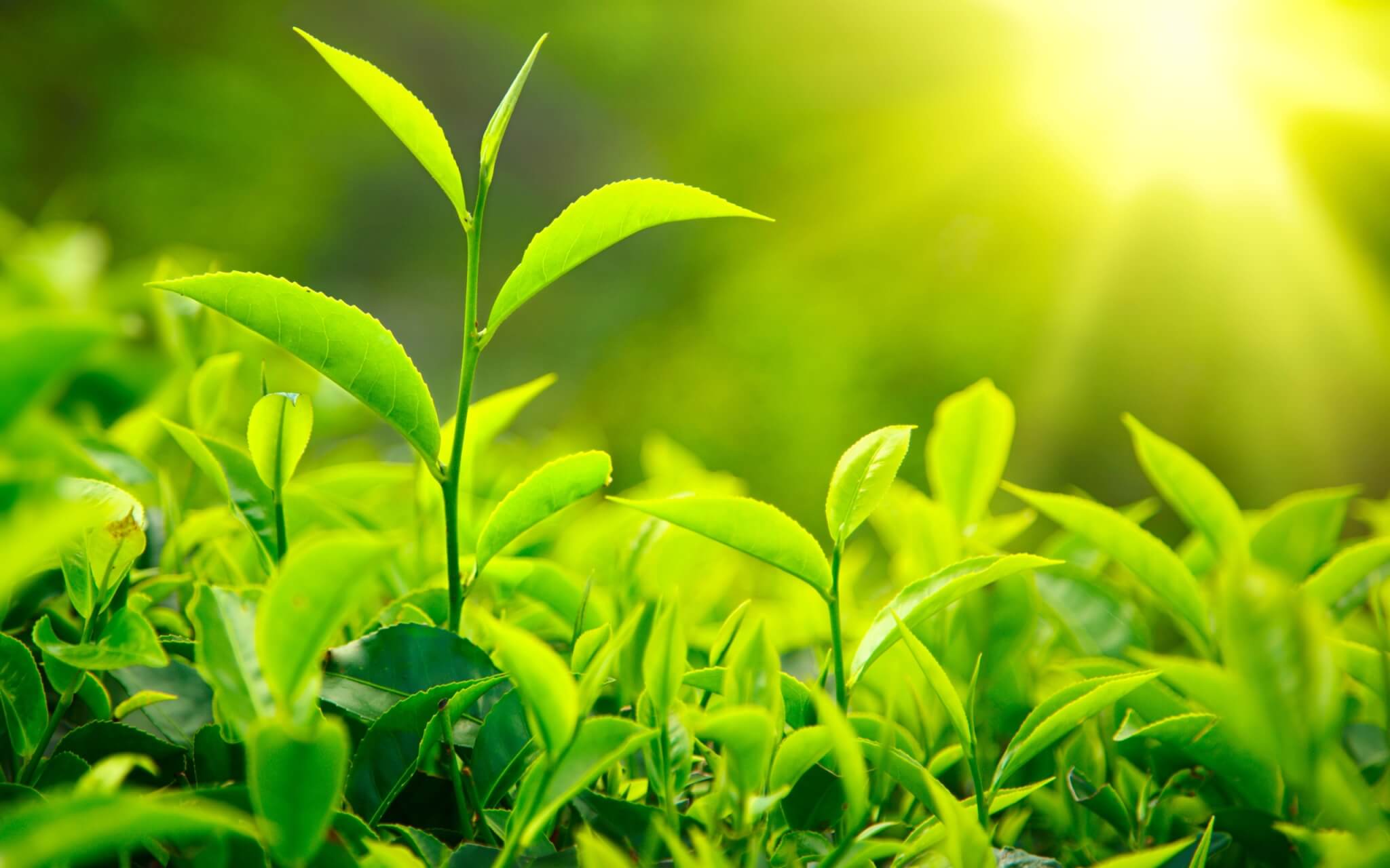 Healing with Thea: The Surprising Homeopathic Remedy for Tea-Drinkers' Troubles