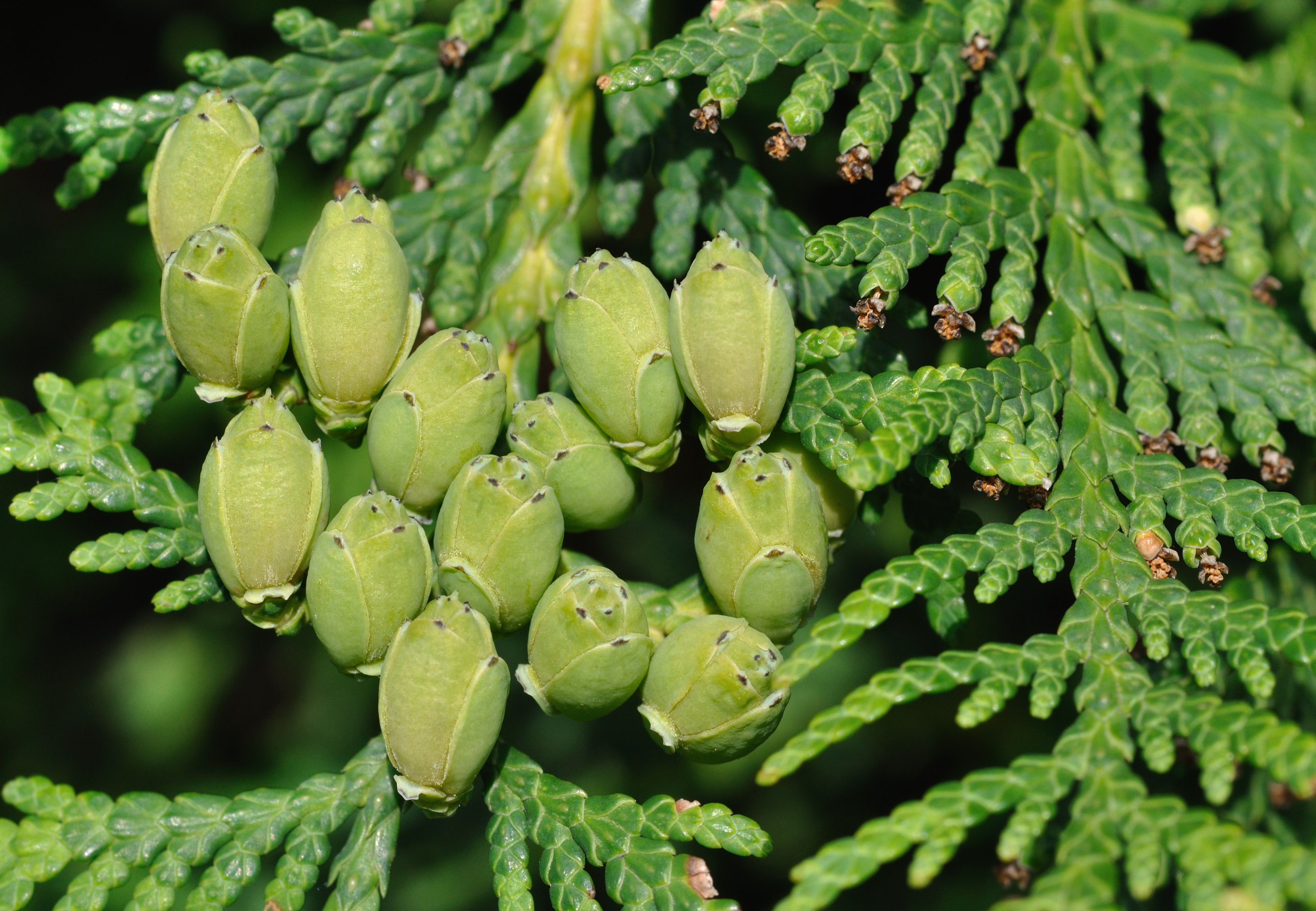 Thuja Occidentalis: Clinical Indications & Remedy Profile