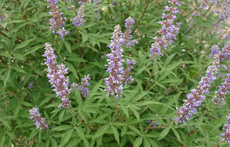 Agnus Castus Homeopathy: Complete Materia Medica, Uses & Benefits
